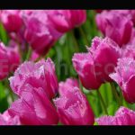 فوتیج باغ رویایی لاله های صورتی