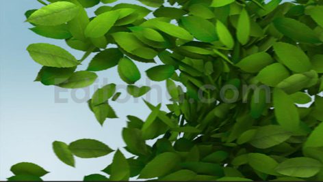 فوتیج آلفا ترانزیشن برگ سبز