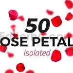 دانلود 50 گلبرگ رز قرمز با کیفیت بالا Isolated Red Rose Petals