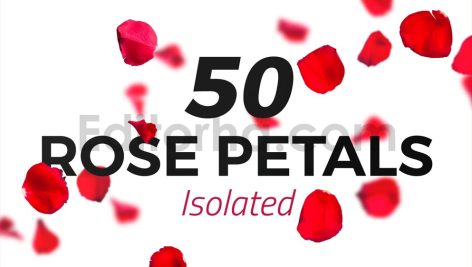 دانلود 50 گلبرگ رز قرمز با کیفیت بالا Isolated Red Rose Petals