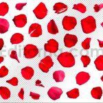 دانلود 50 گلبرگ رز قرمز با کیفیت بالا Isolated Red Rose Petals