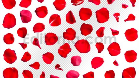 دانلود 50 گلبرگ رز قرمز با کیفیت بالا Isolated Red Rose Petals