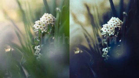 ai optimize dark green lightroom presets