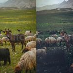 ai optimize dark green lightroom presets