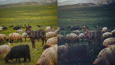 ai optimize dark green lightroom presets