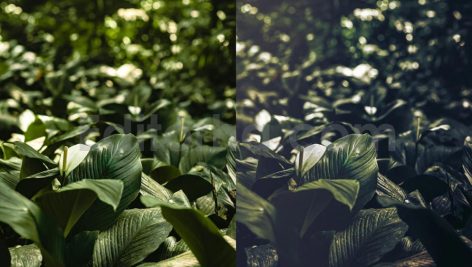 ai optimize dark green lightroom presets