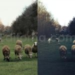 ai optimize dark green lightroom presets