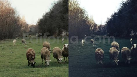 ai optimize dark green lightroom presets