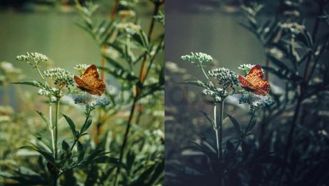 ai optimize dark green lightroom presets