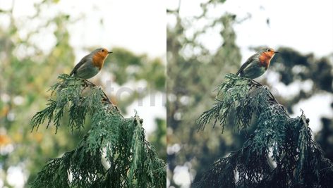 ai optimize dark green lightroom presets
