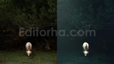 ai optimize dark green lightroom presets