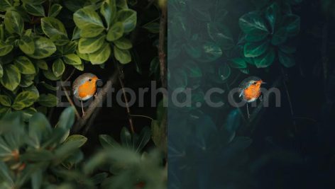 ai optimize dark green lightroom presets