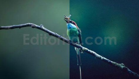 ai optimized macro photography lightroom presets