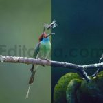 ai optimized macro photography lightroom presets