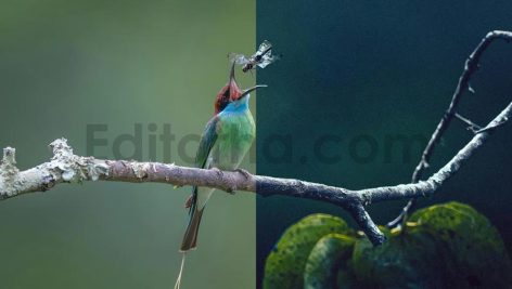 ai optimized macro photography lightroom presets