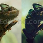 ai optimized macro photography lightroom presets