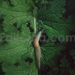 ai optimized macro photography lightroom presets