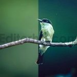 ai optimized macro photography lightroom presets