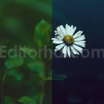ai optimized macro photography lightroom presets