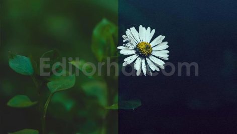 ai optimized macro photography lightroom presets