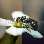 ai optimized macro photography lightroom presets