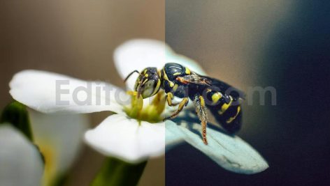 ai optimized macro photography lightroom presets