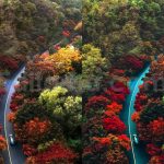 ai optimized moody cinematic road lightroom preset