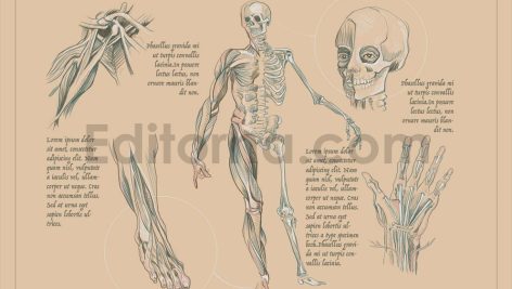 Human Anatomy