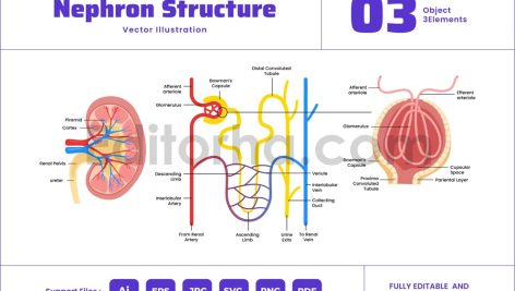 nephron structure in human kidney anatomy diagram