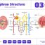 nephron structure in human kidney anatomy diagram