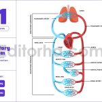human circulatory system blood flow diagram