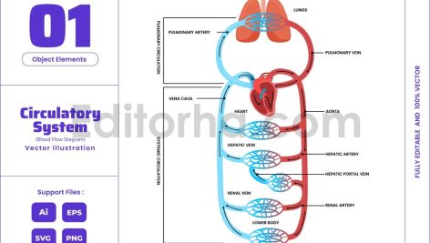 human circulatory system blood flow diagram
