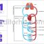 human circulatory system blood flow diagram