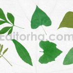 52 Leaves Photoshop Stamp Brushes