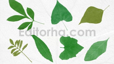 52 Leaves Photoshop Stamp Brushes