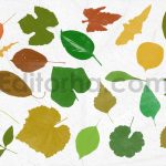 دانلود مجموعه ۵۲ براش برگ برای فتوشاپ – طرح سیلوئت و استمپ (فایل ABR)