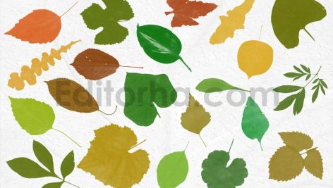 دانلود مجموعه ۵۲ براش برگ برای فتوشاپ – طرح سیلوئت و استمپ (فایل ABR)