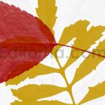52 Leaves Photoshop Stamp Brushes