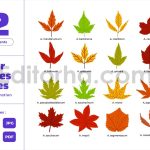 Acer Mapple Leaves - Fall Autumn Spring Decoration