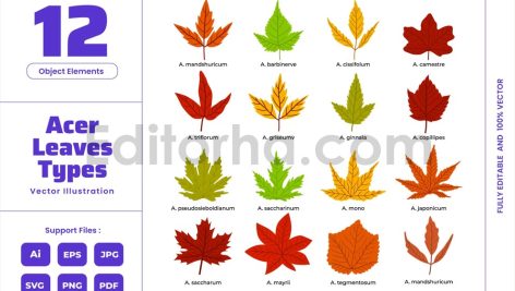 Acer Mapple Leaves - Fall Autumn Spring Decoration