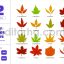 Acer Mapple Leaves - Fall Autumn Spring Decoration