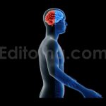 Brain