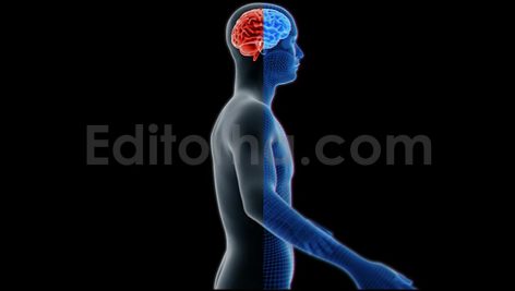 Brain