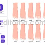 Human Feet - Orthopedic Biology Anatomy Education