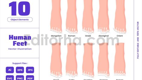 Human Feet - Orthopedic Biology Anatomy Education