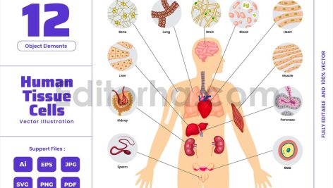 Human Tissue - Infographic Neurology Anatomy Care