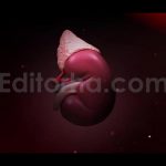 Kidney Animations
