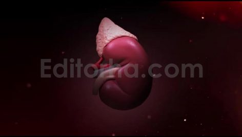 Kidney Animations