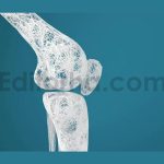 Leg bones and knees