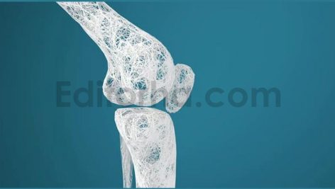 Leg bones and knees